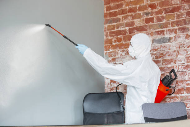 Best Basement Mold Removal  in Random Lake, WI