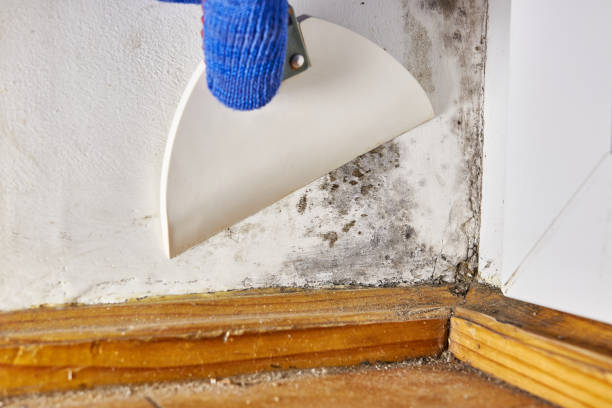 Best Crawl Space Mold Remediation  in Random Lake, WI